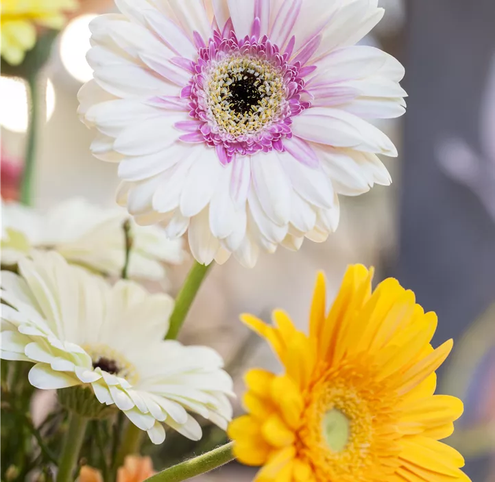 Gerbera