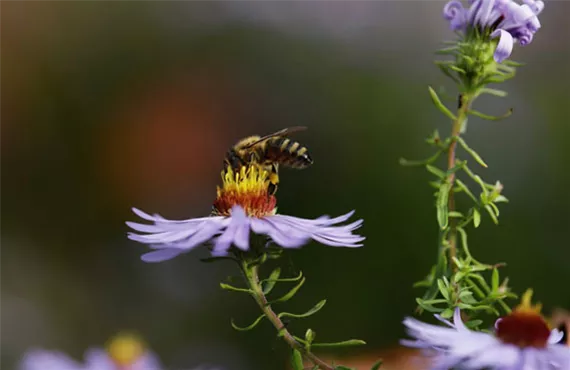 eine biene die auf einer lila bluete sitzt