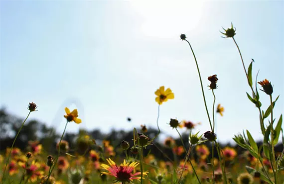 bunte blumen vor blauem himmel