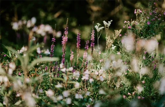 eine wiese voller wilder blumen