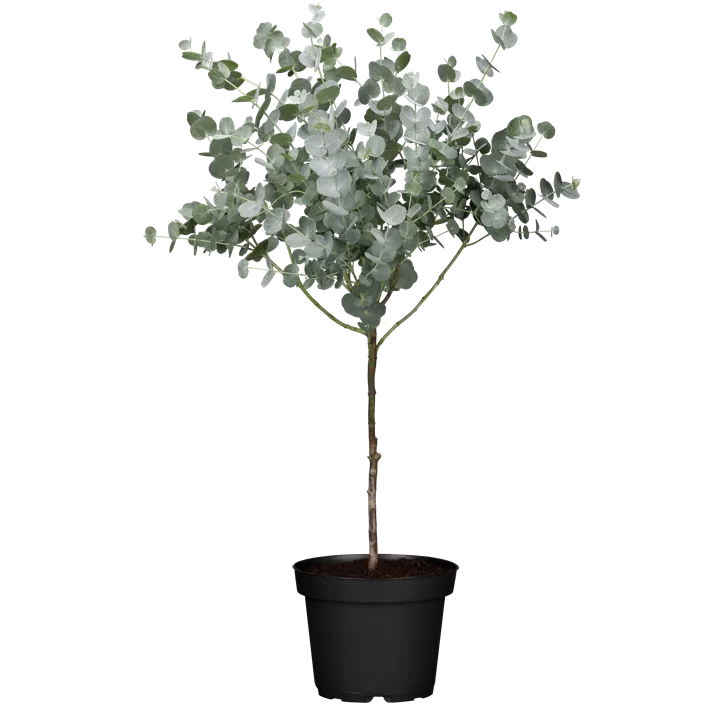 Echter Eukalyptus 'Azura'