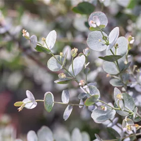 Eucalyptus gunni azura® Ministamm