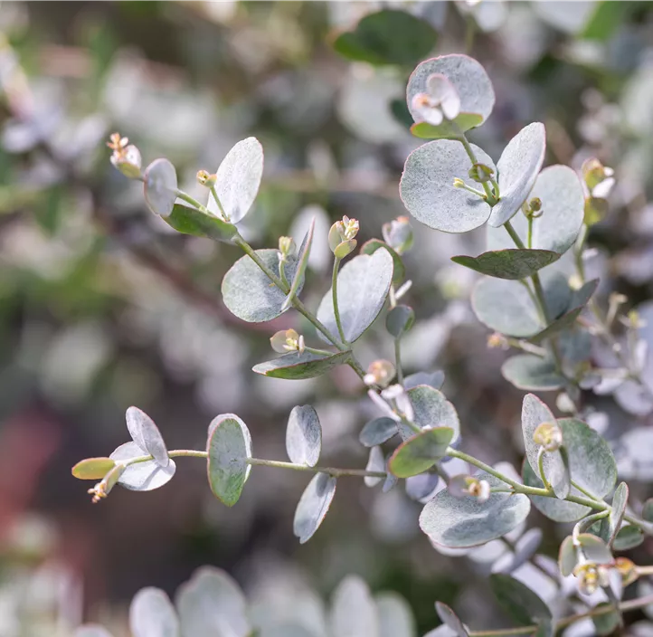 Echter Eukalyptus 'Azura'