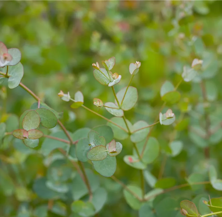 Echter Eukalyptus 'Silbertropfen'