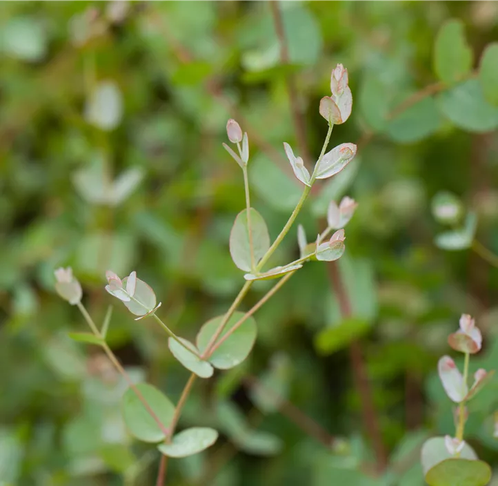 Echter Eukalyptus 'Silbertropfen'