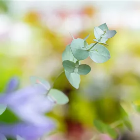 Eucalyptus gunnii 'Silverdrops'
