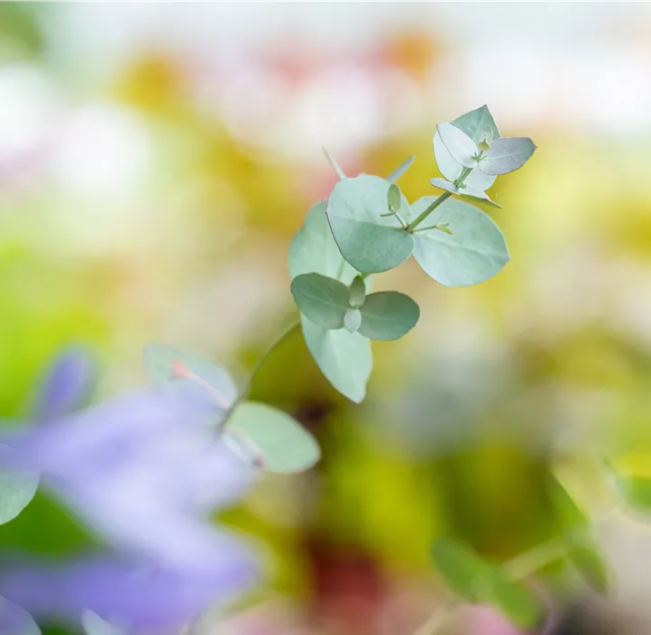 Echter Eukalyptus 'Silbertropfen'