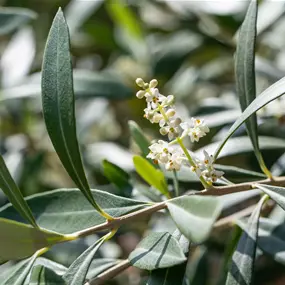 Olea europaea extra Stamm