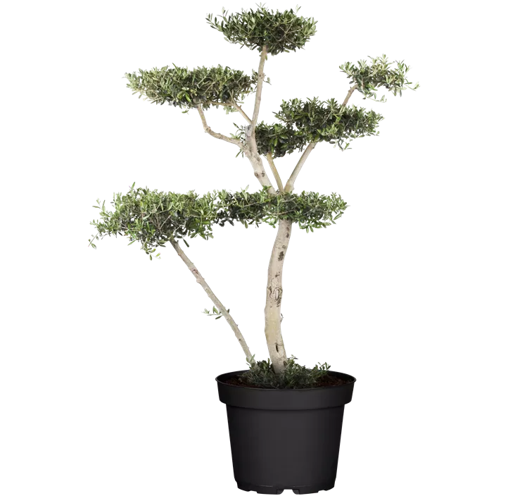 Olivenbaum alter Stamm