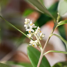 Olea europaea alter Stamm Mini Bonsai