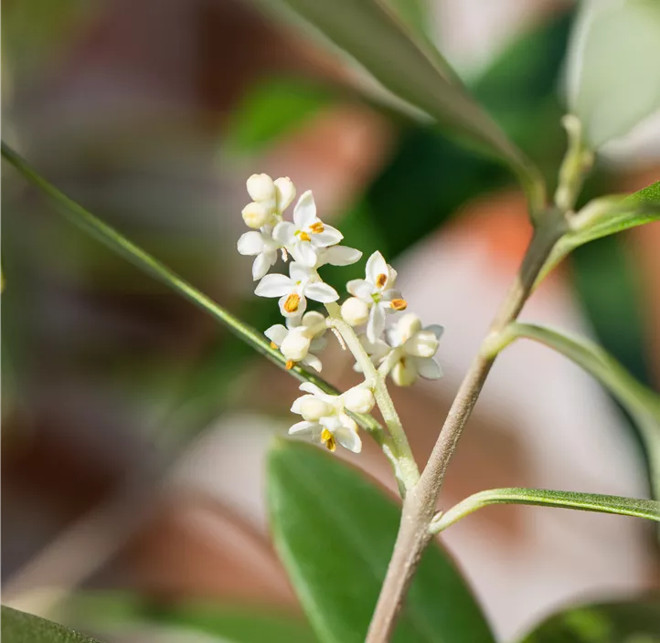 Olivenbaum alter Stamm
