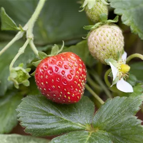 Fragaria ananassa Einmaltragend
