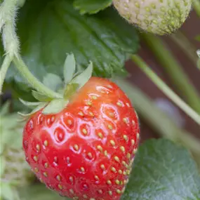 Fragaria ananassa Ampel