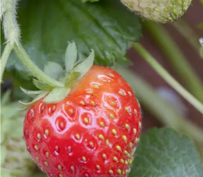 Fragaria ananassa Ampel