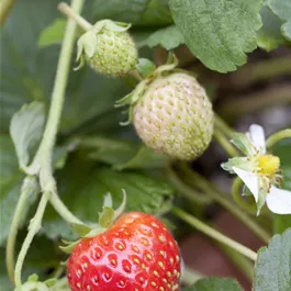 Fragaria ananassa