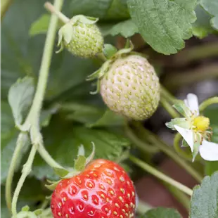 Fragaria ananassa