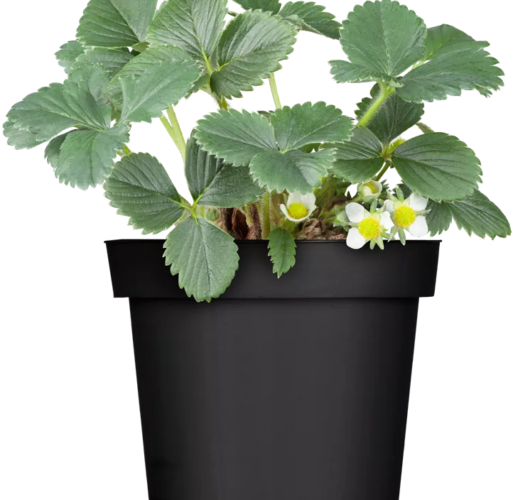 Günstiger Garten Erdbeere