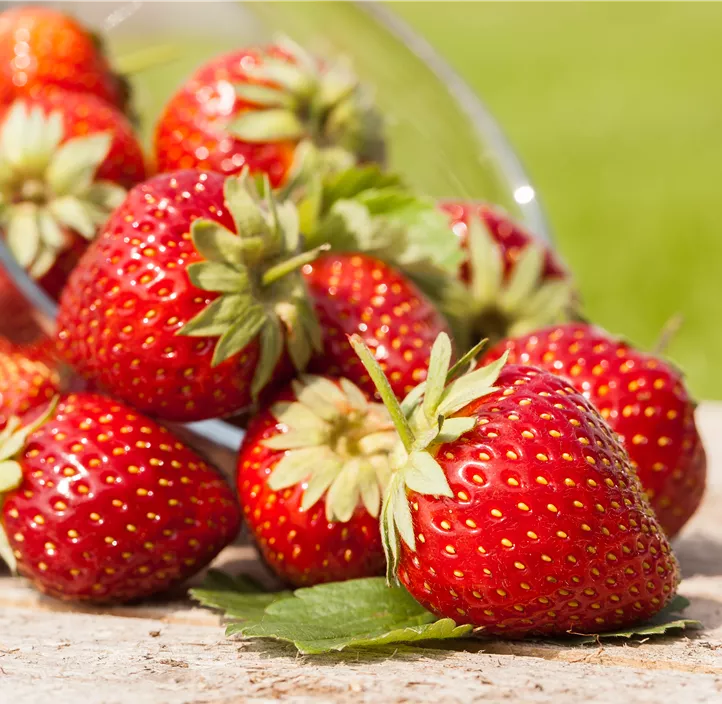 Erdbeere 'Merci® Summer Breeze'