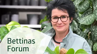 Dropdown Menüeintrag Bettinas Forum (1).jpg