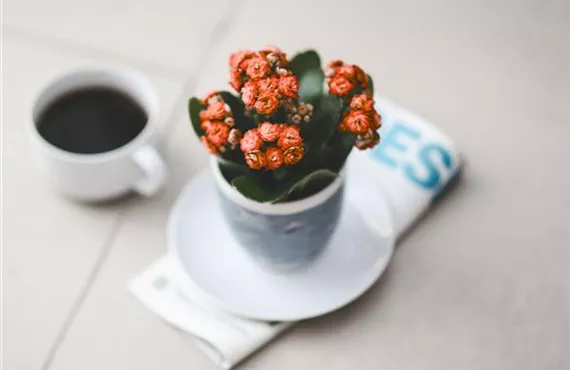 Kalanchoe orange_page-0001.jpg