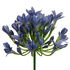 Agapanthus