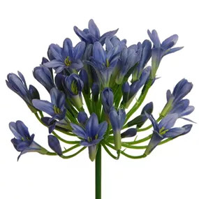 Agapanthus