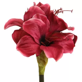 Amaryllis