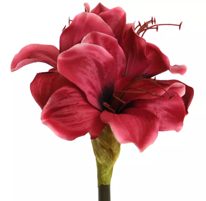 Amaryllis