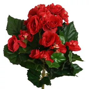 Begonie Busch 72 Blüten