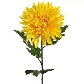 Chrysantheme gelb