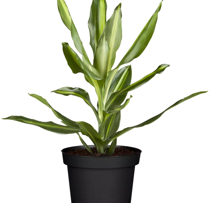 Dracaena