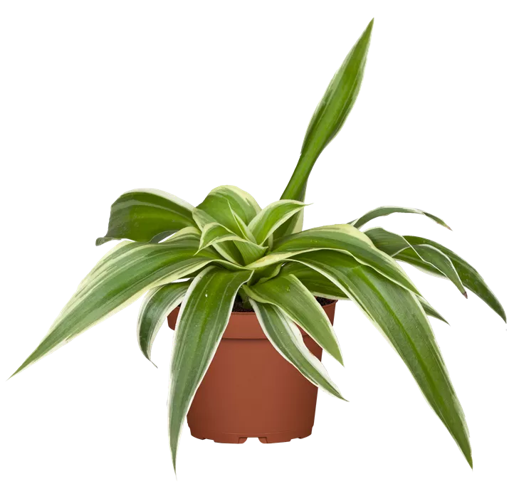 Dracaena