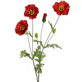 Mohn