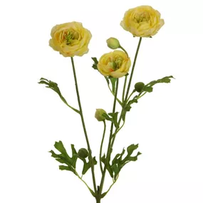Ranunkel
