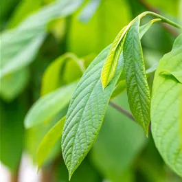 Asimina triloba Fruchtsorten