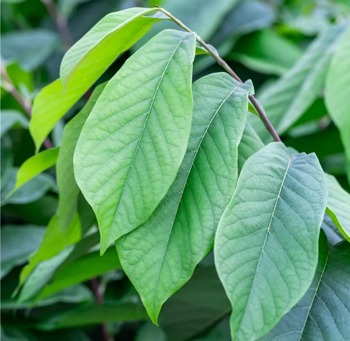 Indianabanane 'Shenandoah® Peterson Pawpaw®'