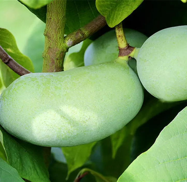 Indianabanane 'Shenandoah® Peterson Pawpaw®'