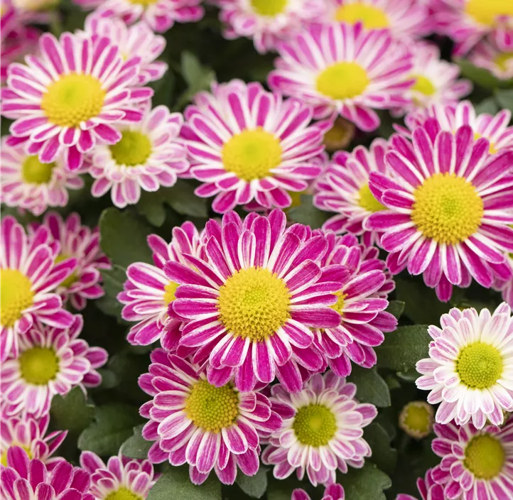 Topfchrysantheme 'Swifty'
