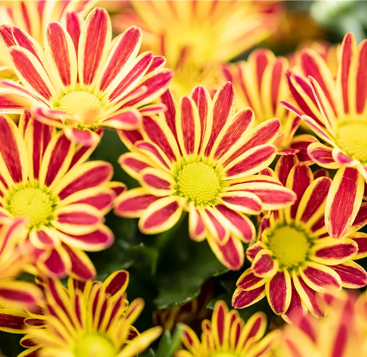 Topfchrysantheme 'Swifty'