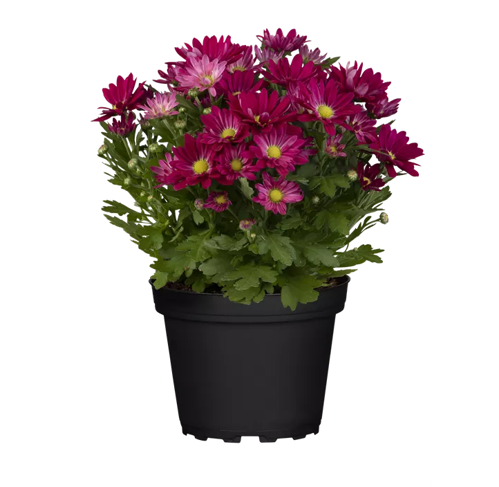 Topfchrysantheme 'Swifty'