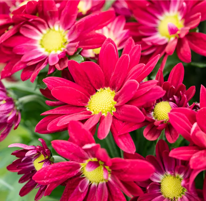 Topfchrysantheme 'Swifty'