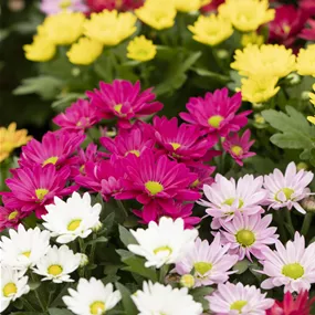 Chrysanthemum indicum Swifty