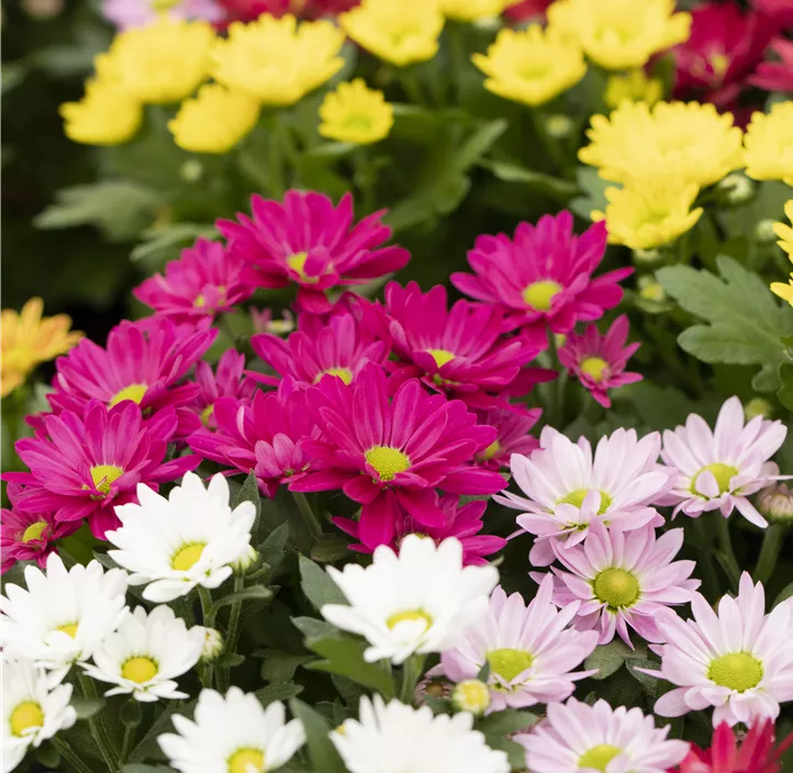 Topfchrysantheme 'Swifty'