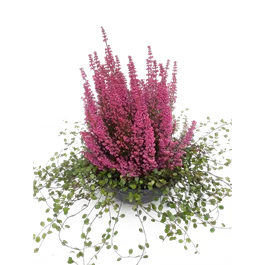 Erica gracilis Beauty Queen mit Mühlenbeckia