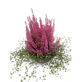 Erica gracilis Beauty Queen mit Mühlenbeckia