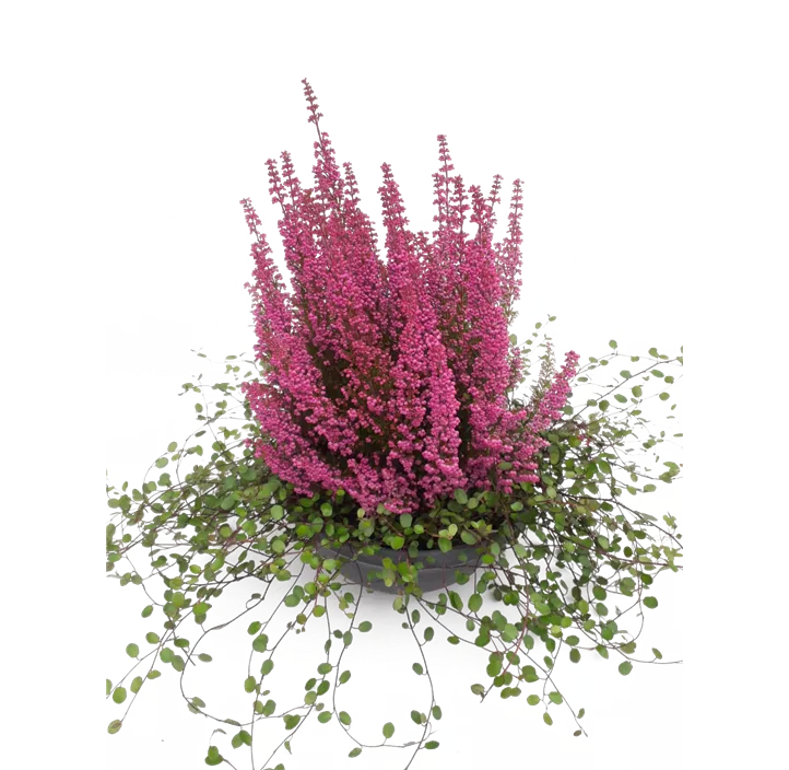 Glockenheide 'Beauty Queens'®