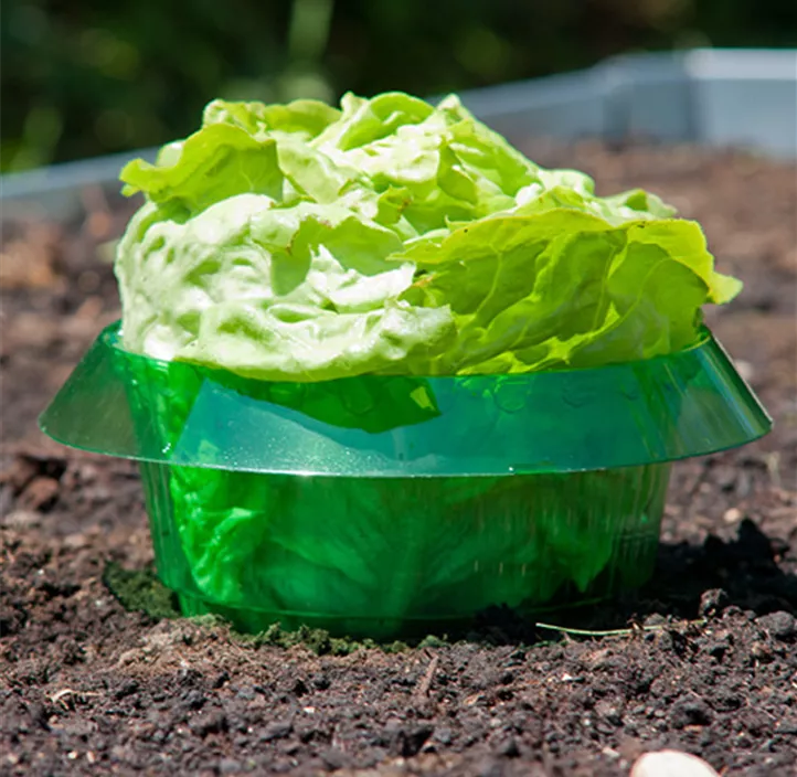 Schnecken Schutzring