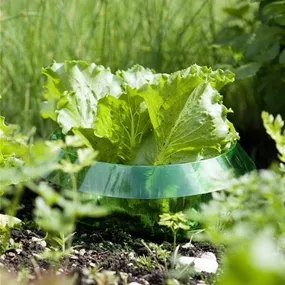 Schnecken Schutzring