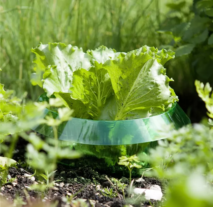 Schnecken Schutzring