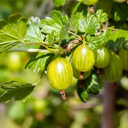 Ribes uva-crispa Hinnonmäki gelb